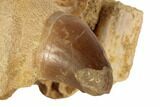 Fossil Mosasaur Jaw Section with Two Teeth - Morocco #192507-2